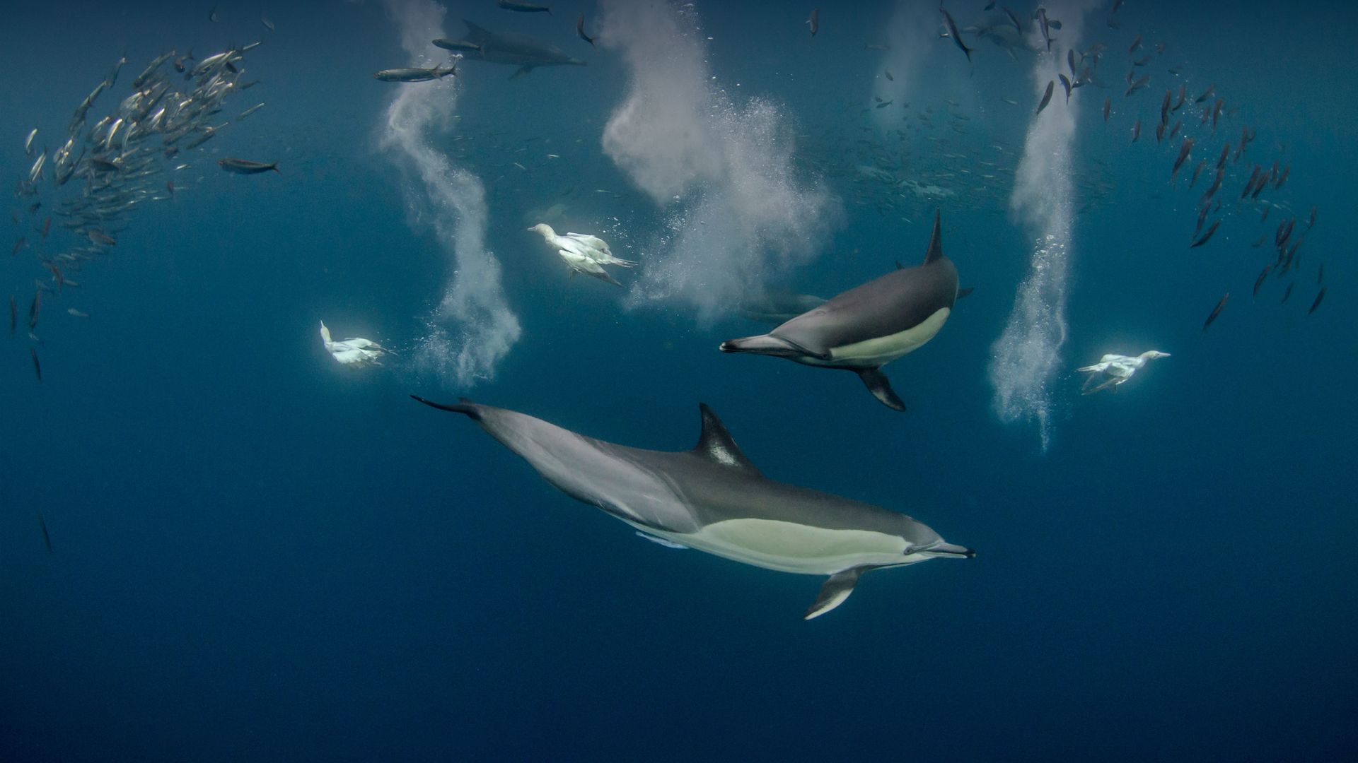 Long-beaked common dolphin pod and diving Cape gannets hunting sardines off the Eastern Cape, South Africa