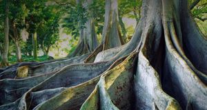 Giant Ficus trees at the National Tropical Botanical Garden on the island of Kauai, Hawaii -- SIME / eStock Photo &copy; (Bing New Zealand)