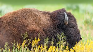 美洲野牛，大提顿国家公园，怀俄明州 (© Enrique Aguirre Aves/Getty Images)(Bing China)
