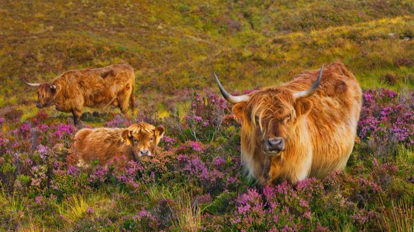 Highland cattle in a field of heather on the Isle of Skye,  Scotland