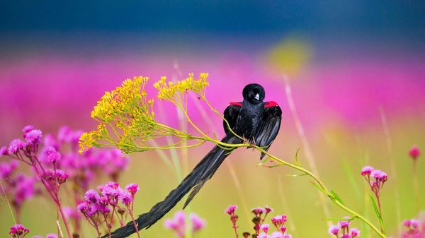 Long-tailed widowbird male, Rietvlei Nature Reserve, South Africa