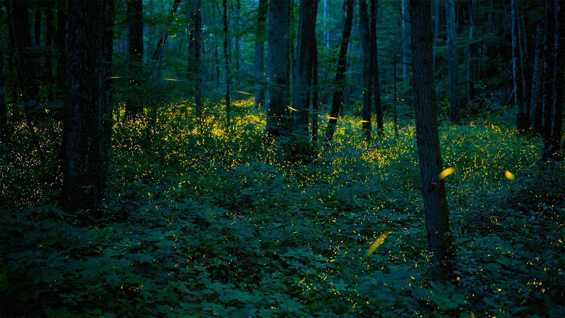 Synchronous fireflies illuminate the forests of Great Smoky Mountains National Park, Tennessee
