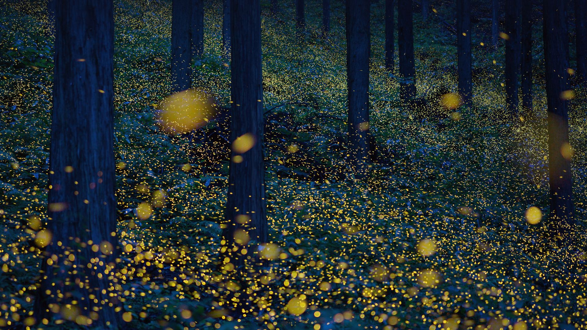 Fireflies in Nichinan, Tottori Prefecture, Japan