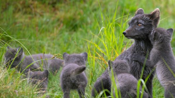 Arctic fox family, Swedish Lapland