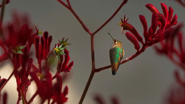 Colibri d'Allen perché sur la plante patte de kangourou rouge