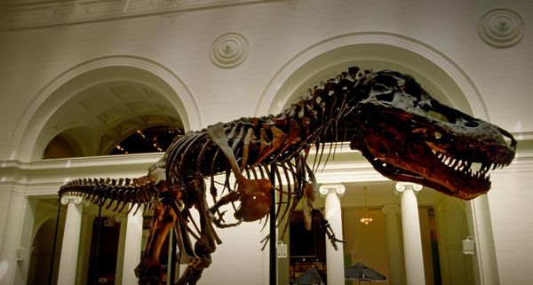 "Sue" the Tyrannosaurus Rex, on display inside the Field Museum in Chicago, Illinois