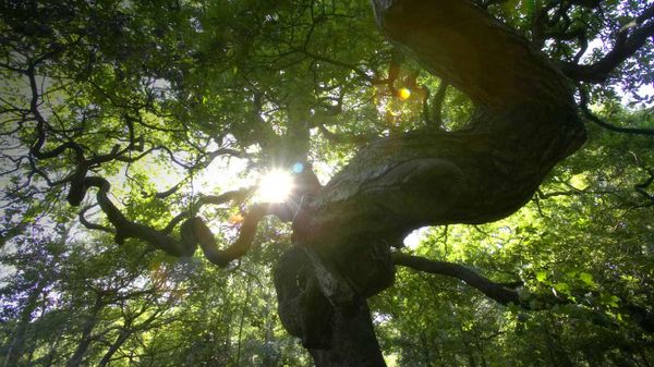 Sunlight emerging through trees in Sherwood Forest