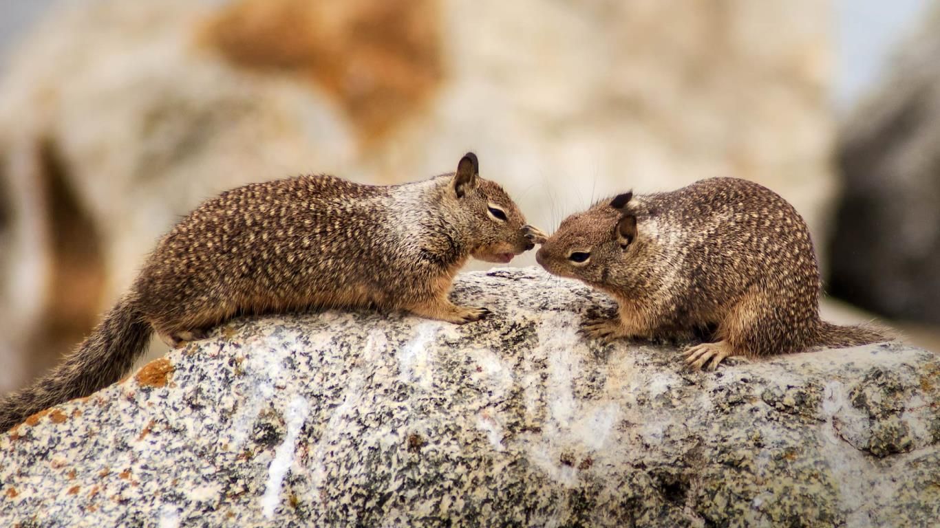 California ground squirrels at Seal Rock on 17-Mile Drive on the Monterey Peninsula, California