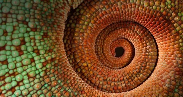 PantherChameleonTail