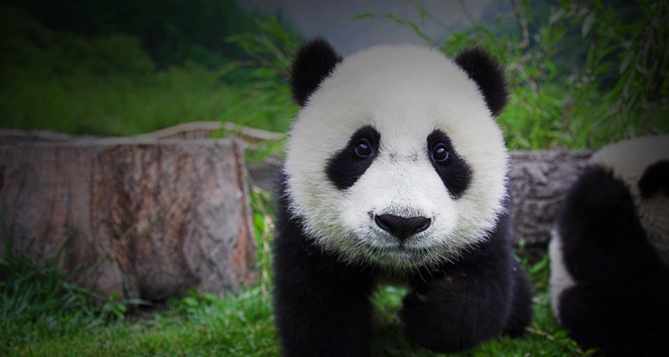 BabyPanda