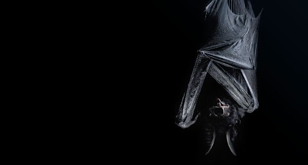 Bat hanging upside down