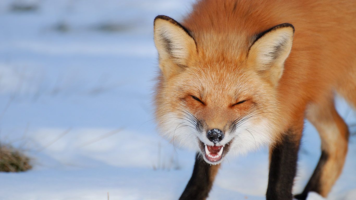 Fox in Îles-de-Boucherville National Park near Montreal, Canada