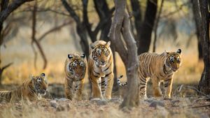 ベンガルトラの家族, インド (© Archna Singh/Shutterstock)(Bing Japan)
