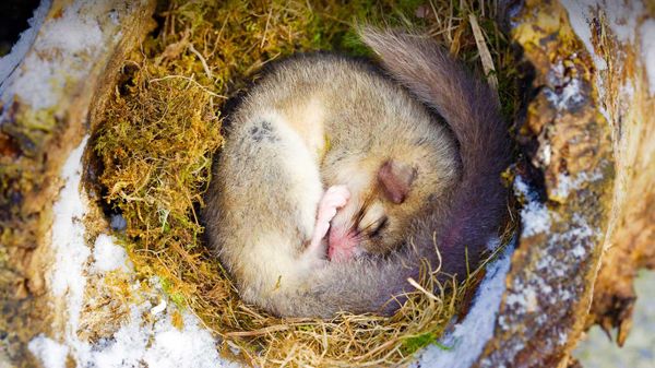 Dormouse sleeping, Alsace, France