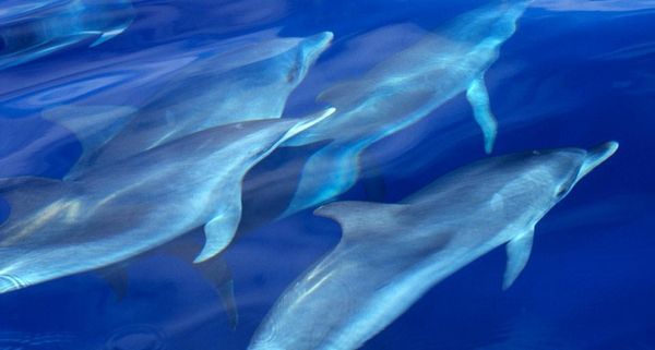 DolphinPod