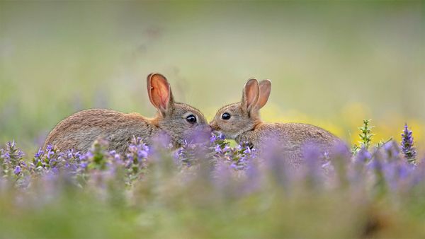 European rabbit kit greeting its parent, France