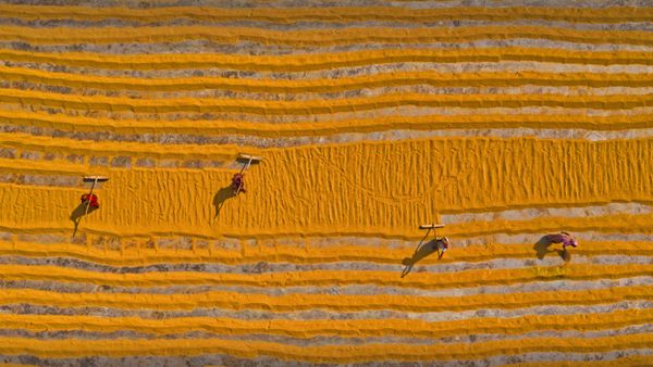 Rice field, Dhamrai, Dhaka, Bangladesh