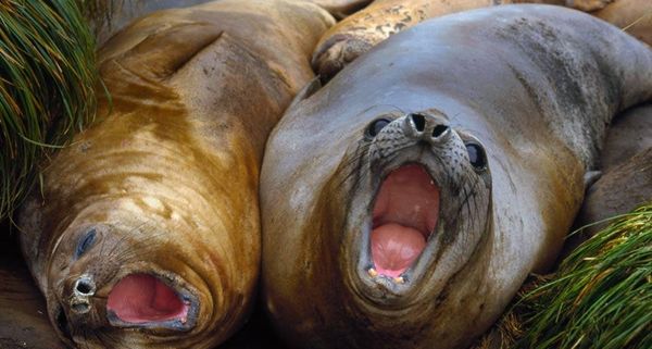 ElephantSeal