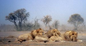 Three sleeping lions (Panthera leo) - Michael Fairchild/Photolibrary &copy; (Bing United Kingdom)