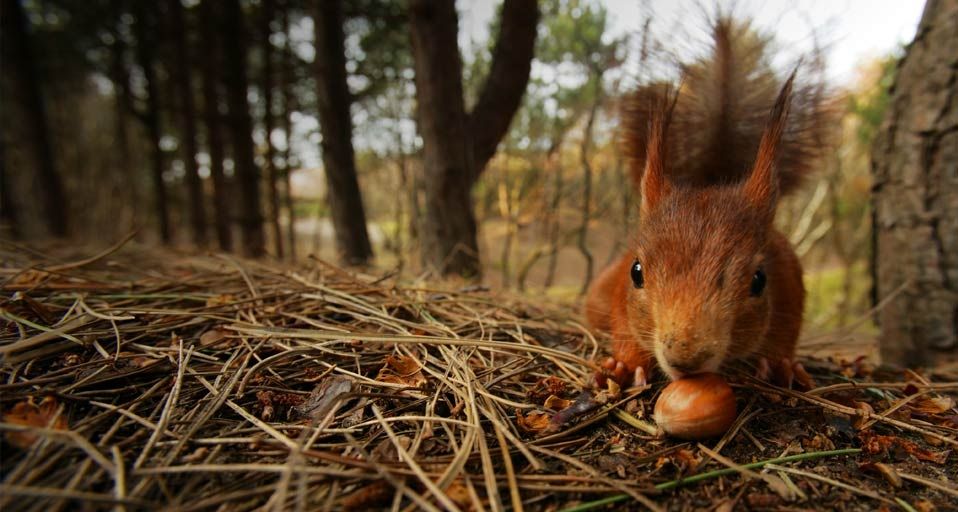 RedSquirrelWeek