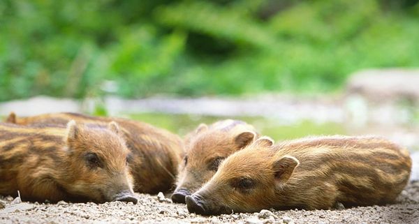 WildBoar