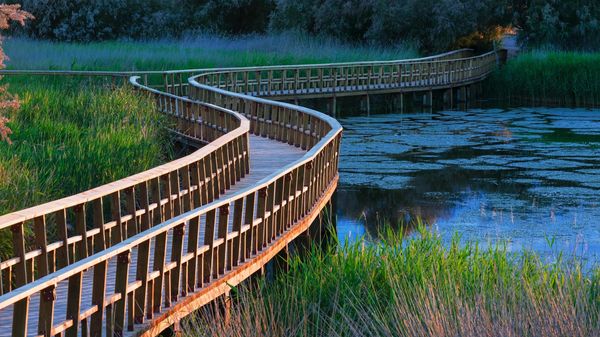 Parque Nacional de Tablas de Daimiel, Castilla-La Mancha, España