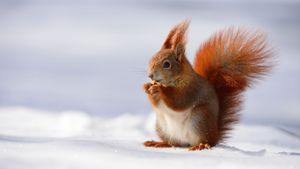 Eichhörnchen im Schnee, Leipzig, Sachsen (© Kevin Prönnecke/imagebroker/Corbis)(Bing Deutschland)
