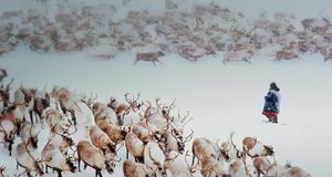 Reindeer and Chukchi reindeer herder in snow of Siberia, Russia -- Natalie Fobes/Getty Images &copy; (Bing New Zealand)