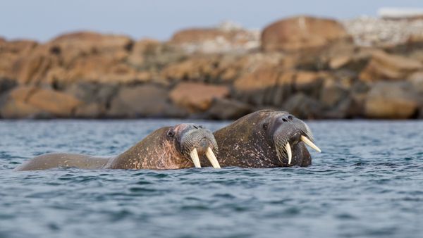 Coppia di trichechi nelle Svalbard, Norvegia