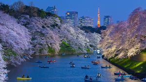 Cherry trees in full bloom near the Imperial Palace with Tokyo Tower in the background, Tokyo, Japan (© Jon Arnold/Danita Delimont)(Bing New Zealand)