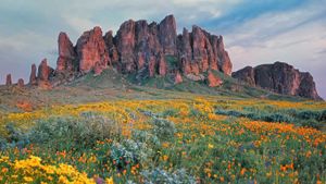 Wildflowers in bloom at Lost Dutchman State Park in Arizona (© Tim Fitzharris/Minden Pictures)(Bing New Zealand)