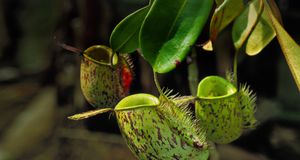 Carnivorous pitcher plants -- Photolibrary/Corbis &copy; (Bing United States)