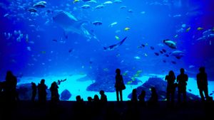 The Georgia Aquarium in Atlanta (© novikat/Getty Images)(Bing New Zealand)