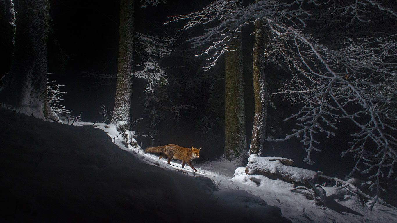 A red fox on the Swiss side of the Jura Mountain range