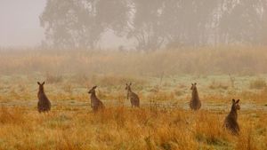 ｢オオカンガルーの群れ｣オーストラリア, コジオスコ国立公園 (© Jochen Schlenker/Masterfile)(Bing Japan)