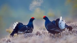 瑞典，贝里斯拉根，雄黑琴鸡 (© E. Haarberg/Corbis)(Bing China)