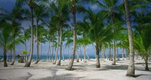 Palm trees on the beach in Punta Cana, Dominican Republic --  Rolf W. Hapke/Corbis &copy; (Bing Australia)