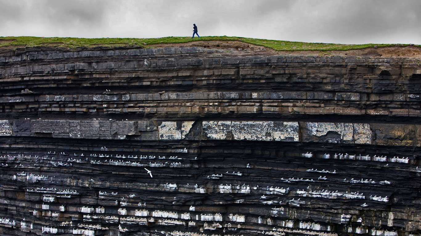 Black-legged kittiwake colony on cliffs, Ireland
