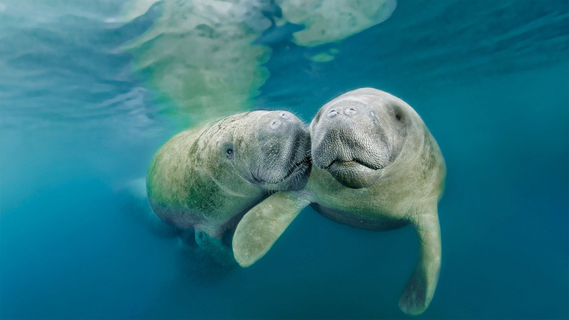 West Indian manatees in Three Sisters Springs, Crystal River National Wildlife Refuge, Florida