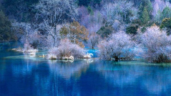 Trees reflecting in a lake