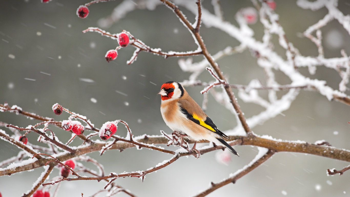 A European goldfinch perched among rosehips in snow