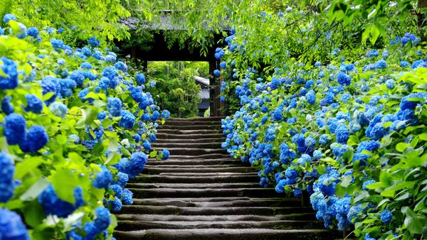 ｢明月院｣神奈川, 鎌倉