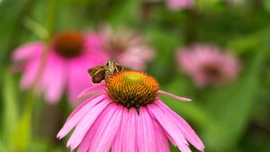 Skipper butterfly on an Echinacea flower, Rockefeller State Park, New York (© Marianne A. Campolongo/Alamy)(Bing Canada)