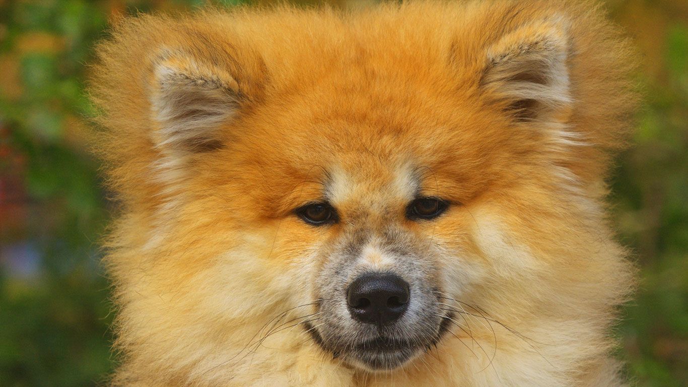 ｢秋田犬｣