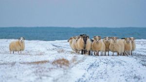 ｢アイスランディックシープの群れ｣アイスランド (© John Porter LRPS/Alamy)(Bing Japan)