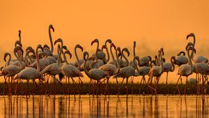 Greater flamingos, India (© Amresh Mishra/500px/Getty Images)(Bing Australia)