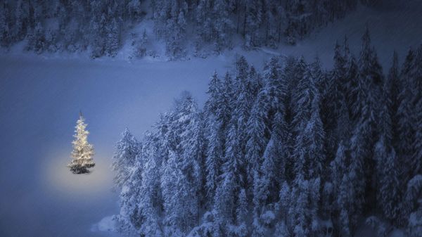 Christmas tree at Weissensee, a small lake near Ehrwald in Tyrol, Austria