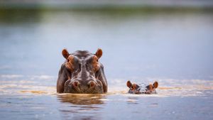 河马妈妈和小河马，南卢安瓜国家公园，赞比亚 (© Nature Picture Library/Alamy Stock Photo)(Bing China)