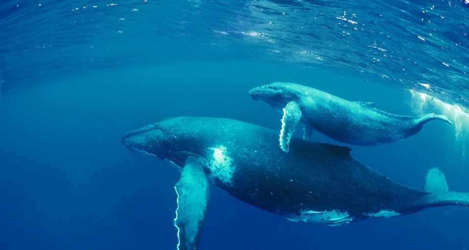Whales