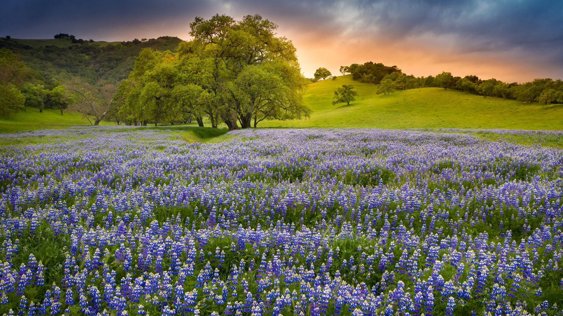 Lupine flowers in bloom, Northern California, United States